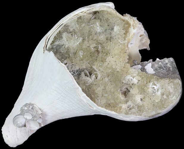 Crystal Filled Fossil Whelk - Rucks Pit, FL #69073